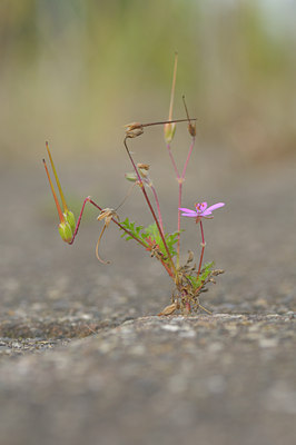 BUITEN BEELD Foto: 39604