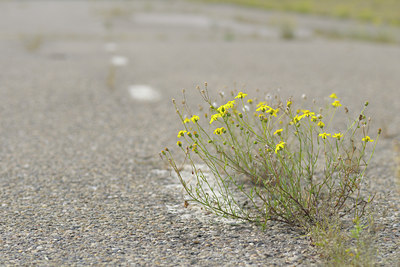 BUITEN BEELD Foto: 39605