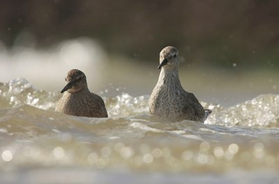BUITEN BEELD Foto: 39632
