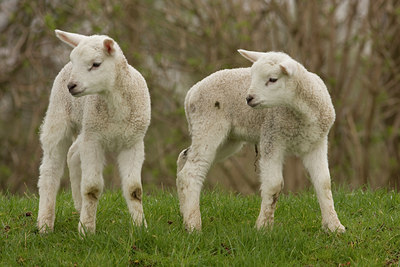 BUITEN BEELD Foto: 39648