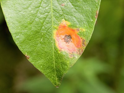 BUITEN BEELD Foto: 39649
