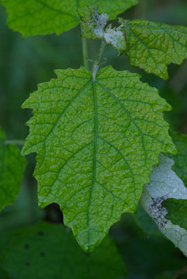 BUITEN BEELD Foto: 39665