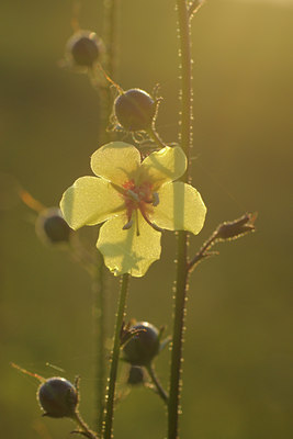 BUITEN BEELD Foto: 39682
