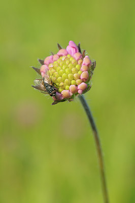 BUITEN BEELD Foto: 39692