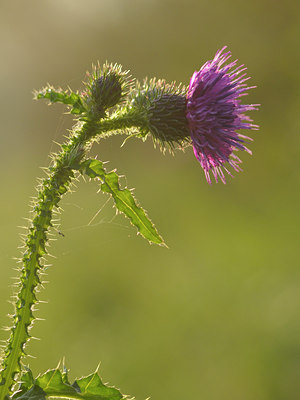 BUITEN BEELD Foto: 39704