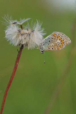 BUITEN BEELD Foto: 39725
