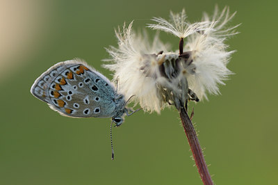 BUITEN BEELD Foto: 39726
