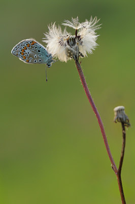 BUITEN BEELD Foto: 39727