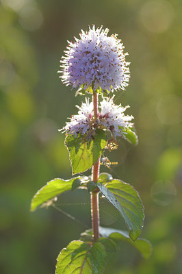 BUITEN BEELD Foto: 39748
