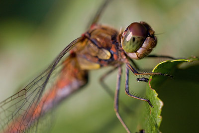 BUITEN BEELD Foto: 39786