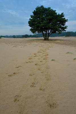 BUITEN BEELD Foto: 39808
