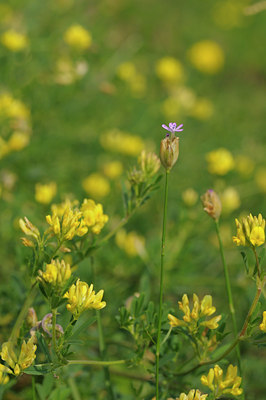 BUITEN BEELD Foto: 39849