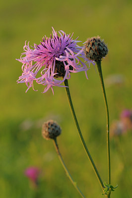 BUITEN BEELD Foto: 39851