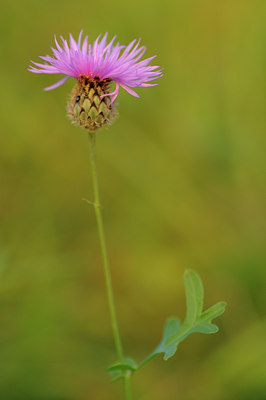 BUITEN BEELD Foto: 39852