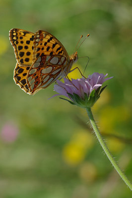 BUITEN BEELD Foto: 39862
