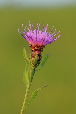 BUITEN BEELD Foto: 39884
