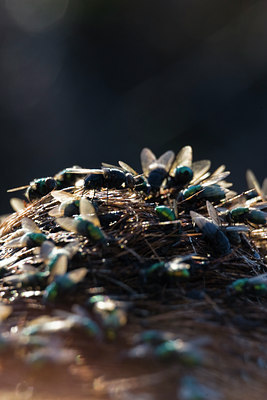 BUITEN BEELD Foto: 39900