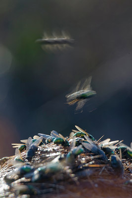BUITEN BEELD Foto: 39901