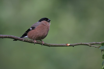 BUITEN BEELD Foto: 39944