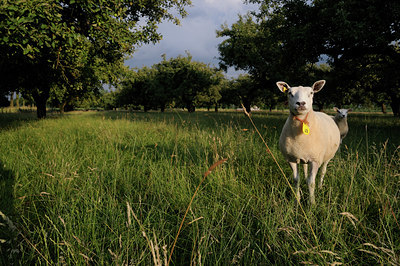 BUITEN BEELD Foto: 39966