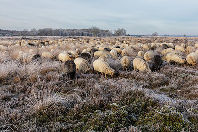 BUITEN BEELD Foto: 399313