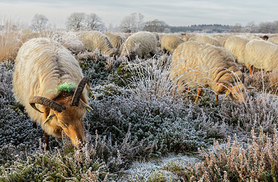 BUITEN BEELD Foto: 399317