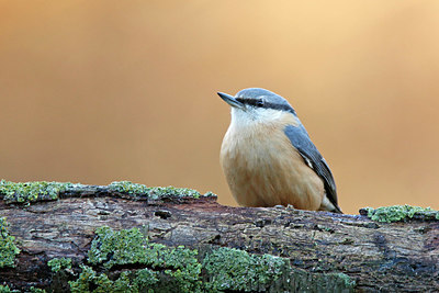 BUITEN BEELD Foto: 399495