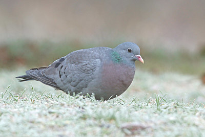 BUITEN BEELD Foto: 399520