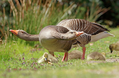 BUITEN BEELD Foto: 400181