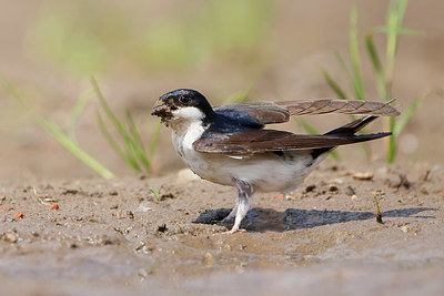 BUITEN BEELD Foto: 400195