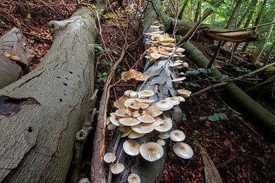 BUITEN BEELD Foto: 400549