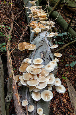 BUITEN BEELD Foto: 400551