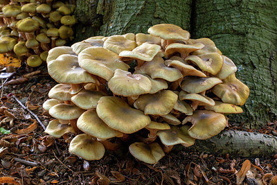 BUITEN BEELD Foto: 400557