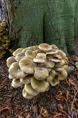 BUITEN BEELD Foto: 400558