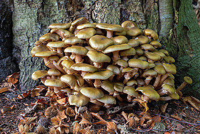 BUITEN BEELD Foto: 400559