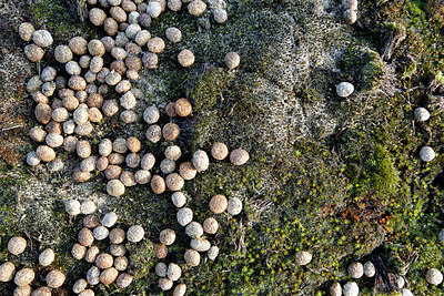 BUITEN BEELD Foto: 400587