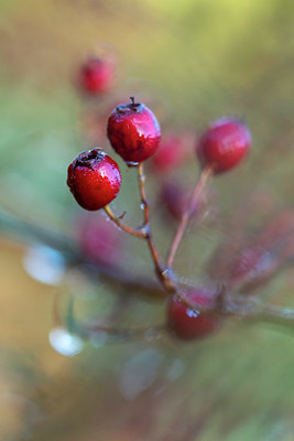 BUITEN BEELD Foto: 400866