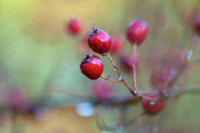 BUITEN BEELD Foto: 400868