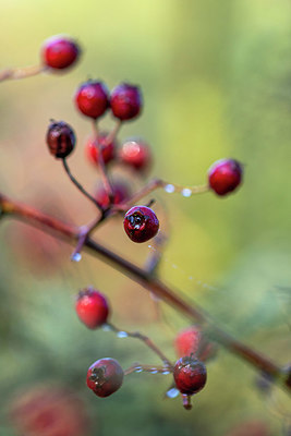 BUITEN BEELD Foto: 400869