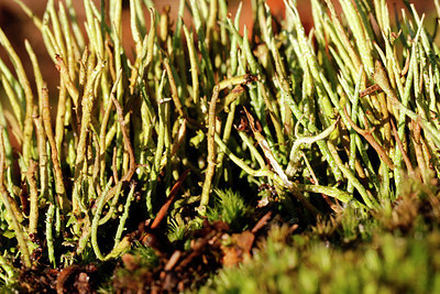BUITEN BEELD Foto: 400882