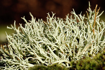 BUITEN BEELD Foto: 400885