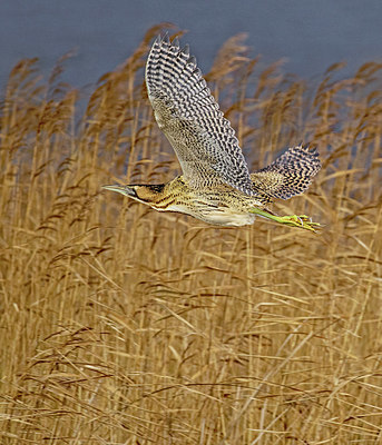 BUITEN BEELD Foto: 400897