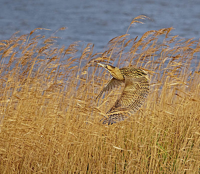 BUITEN BEELD Foto: 400898