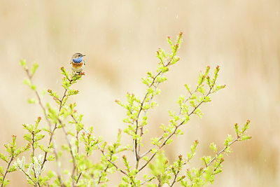 BUITEN BEELD Foto: 400920