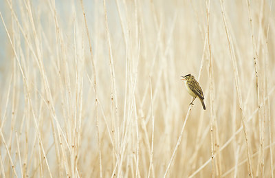 BUITEN BEELD Foto: 400922