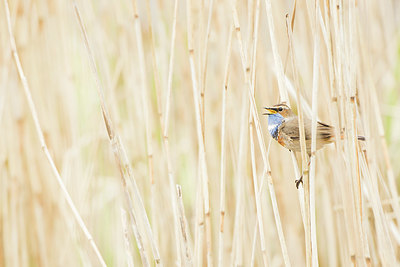 BUITEN BEELD Foto: 400924