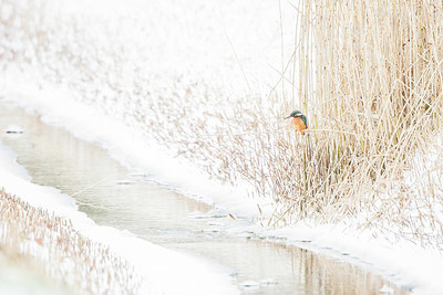 BUITEN BEELD Foto: 400930