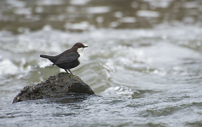 BUITEN BEELD Foto: 400937