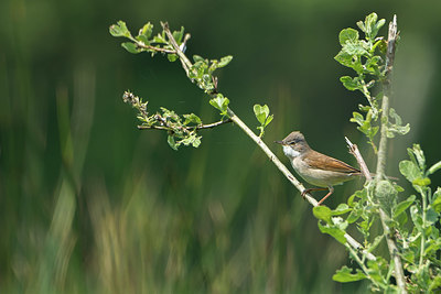 BUITEN BEELD Foto: 400959