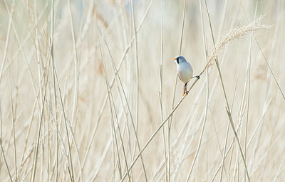 BUITEN BEELD Foto: 400961